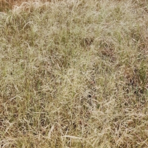 Lachnagrostis filiformis at Red Hill Nature Reserve - 14 Nov 2023