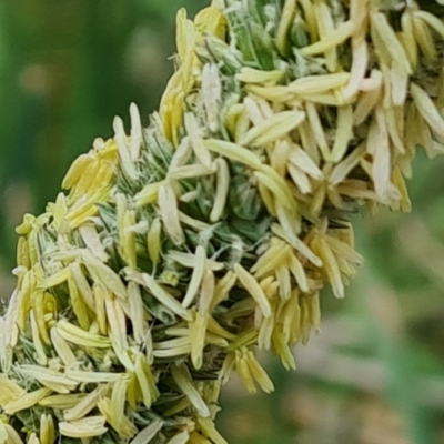 Phalaris aquatica (Phalaris, Australian Canary Grass) at Isaacs, ACT - 13 Nov 2023 by Mike