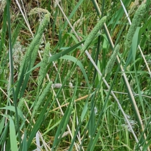 Phalaris aquatica at Isaacs Ridge - 14 Nov 2023 07:29 AM