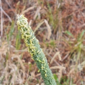 Phalaris aquatica at Isaacs Ridge - 14 Nov 2023 07:29 AM