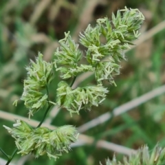 Dactylis glomerata (Cocksfoot) at Isaacs, ACT - 13 Nov 2023 by Mike