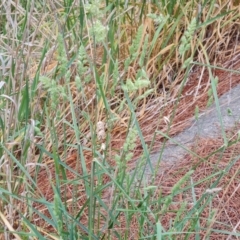 Dactylis glomerata at Isaacs Ridge - 14 Nov 2023