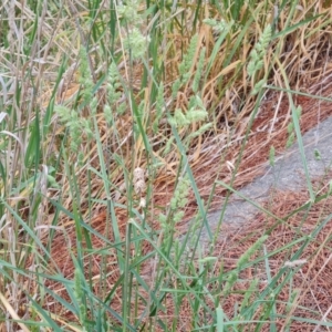 Dactylis glomerata at Isaacs Ridge - 14 Nov 2023 07:30 AM