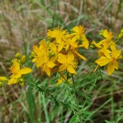 Hypericum perforatum (St John's Wort) at Isaacs Ridge and Nearby - 13 Nov 2023 by Mike