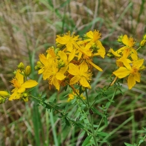 Hypericum perforatum at Isaacs Ridge and Nearby - 14 Nov 2023 07:31 AM