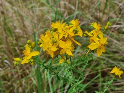 Hypericum perforatum (St John's Wort) at Isaacs Ridge and Nearby - 13 Nov 2023 by Mike