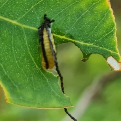 Gonipterus scutellatus (Eucalyptus snout beetle, gum tree weevil) at Jerrabomberra, ACT - 14 Nov 2023 by Mike