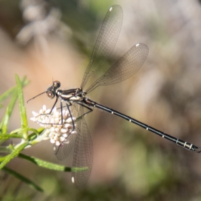 Austroargiolestes icteromelas (Common Flatwing) at Gibraltar Pines - 9 Nov 2023 by SWishart