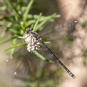 Austroargiolestes icteromelas at Gibraltar Pines - 10 Nov 2023