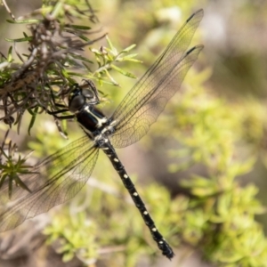 Eusynthemis guttata at Gibraltar Pines - 10 Nov 2023