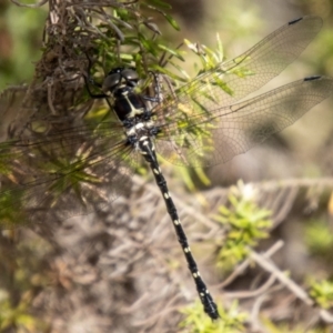 Eusynthemis guttata at Gibraltar Pines - 10 Nov 2023 10:03 AM