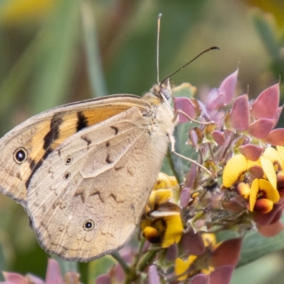 Heteronympha merope (Common Brown Butterfly) at Rendezvous Creek, ACT - 9 Nov 2023 by SWishart