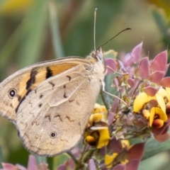 Heteronympha merope (Common Brown Butterfly) at Rendezvous Creek, ACT - 9 Nov 2023 by SWishart