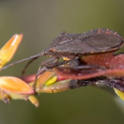 Amorbus sp. (genus) (Eucalyptus Tip bug) at Rendezvous Creek, ACT - 9 Nov 2023 by SWishart