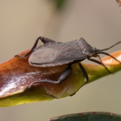 Amorbus sp. (genus) at Namadgi National Park - 10 Nov 2023