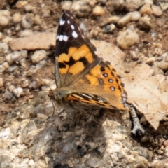 Vanessa kershawi (Australian Painted Lady) at Namadgi National Park - 10 Nov 2023 by SWishart