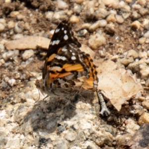 Vanessa kershawi at Namadgi National Park - 10 Nov 2023 11:21 AM