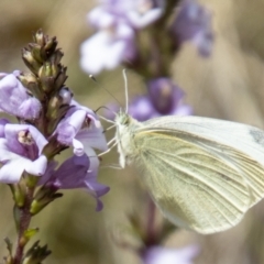 Pieris rapae (Cabbage White) at Rendezvous Creek, ACT - 10 Nov 2023 by SWishart