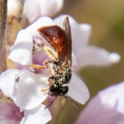 Exoneura sp. (genus) (A reed bee) at Namadgi National Park - 10 Nov 2023 by SWishart