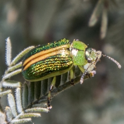Calomela bartoni (Acacia Leaf Beetle) at Cotter River, ACT - 10 Nov 2023 by SWishart