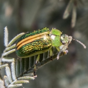 Calomela bartoni at Namadgi National Park - 10 Nov 2023