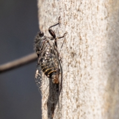 Atrapsalta furcilla (Southern Mountain Squeaker) at Paddys River, ACT - 10 Nov 2023 by SWishart