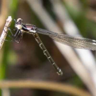 Argiolestidae (family) (Flatwings) at Paddys River, ACT - 10 Nov 2023 by SWishart