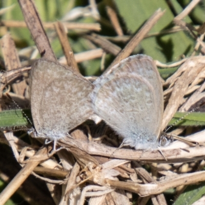 Zizina otis (Common Grass-Blue) at Paddys River, ACT - 10 Nov 2023 by SWishart