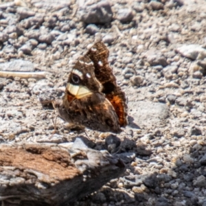 Vanessa itea at Gibraltar Pines - 10 Nov 2023