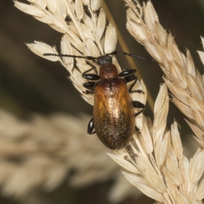 Ecnolagria grandis (Honeybrown beetle) at The Pinnacle - 13 Nov 2023 by AlisonMilton