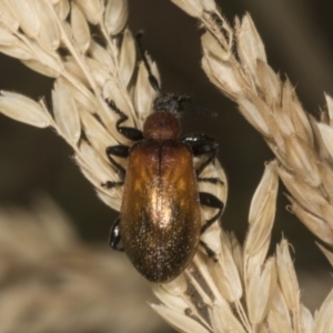 Ecnolagria grandis at The Pinnacle - 14 Nov 2023 08:33 AM