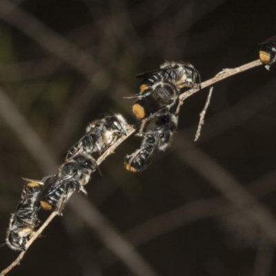 Megachile ferox (Resin bee) at Belconnen, ACT - 14 Nov 2023 by AlisonMilton