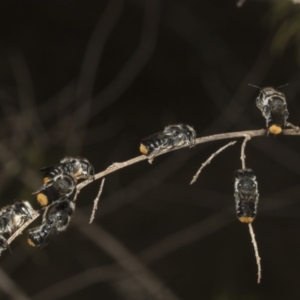 Megachile ferox at The Pinnacle - 14 Nov 2023