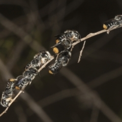 Megachile ferox at The Pinnacle - 14 Nov 2023