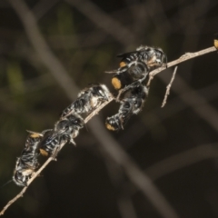 Megachile ferox at The Pinnacle - 14 Nov 2023