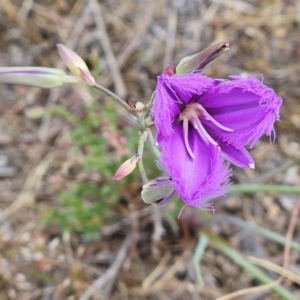 Thysanotus tuberosus at The Pinnacle - 14 Nov 2023