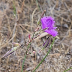 Thysanotus tuberosus at The Pinnacle - 14 Nov 2023 08:06 AM