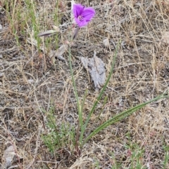 Thysanotus tuberosus at The Pinnacle - 14 Nov 2023 08:06 AM