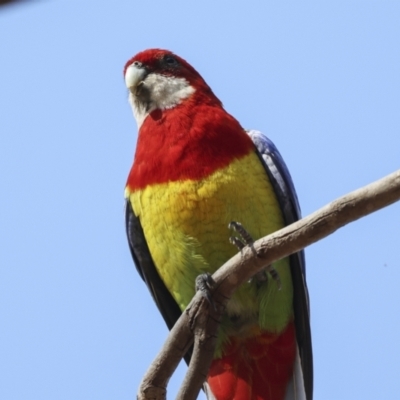 Platycercus eximius (Eastern Rosella) at Hawker, ACT - 13 Nov 2023 by AlisonMilton