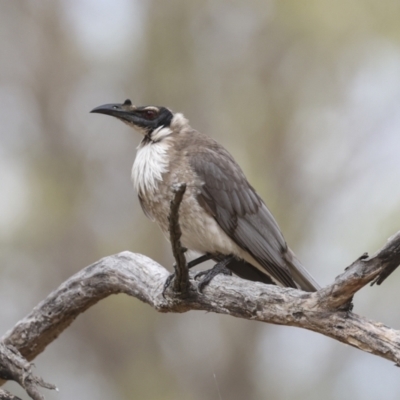 Philemon corniculatus (Noisy Friarbird) at The Pinnacle - 14 Nov 2023 by AlisonMilton