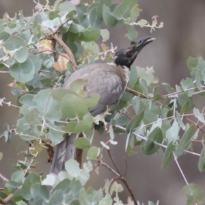 Philemon corniculatus at The Pinnacle - 14 Nov 2023 10:16 AM