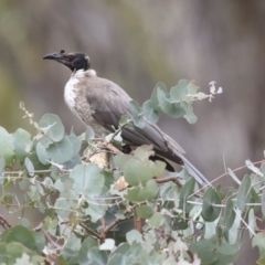 Philemon corniculatus at The Pinnacle - 14 Nov 2023 10:16 AM