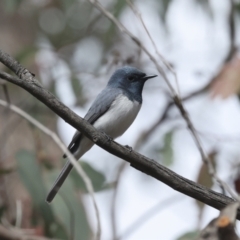 Myiagra rubecula at The Pinnacle - 14 Nov 2023