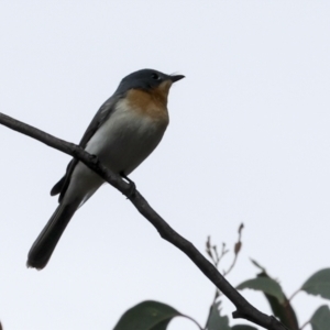 Myiagra rubecula at The Pinnacle - 14 Nov 2023 09:03 AM