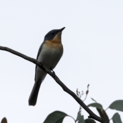 Myiagra rubecula at The Pinnacle - 14 Nov 2023