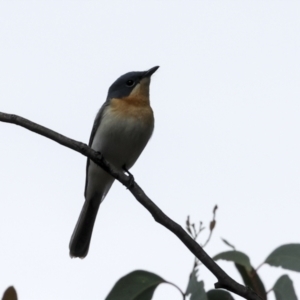 Myiagra rubecula at The Pinnacle - 14 Nov 2023 09:03 AM