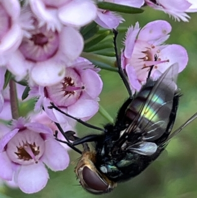 Rutilia (Chrysorutilia) formosa (A Bristle fly) at ANBG - 14 Nov 2023 by YellowButton