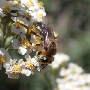 Leioproctus (Leioproctus) amabilis at Murrumbateman, NSW - 13 Nov 2023