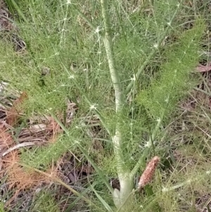 Foeniculum vulgare at Wanniassa Hill - 14 Nov 2023