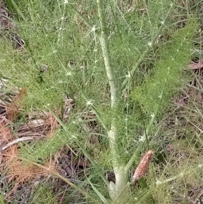 Foeniculum vulgare (Fennel) at Fadden, ACT - 13 Nov 2023 by KumikoCallaway